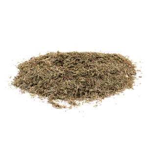 Trắc bách diệp